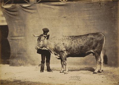 Vaca garonesa, de 5 a 6 años de Adrien Tournachon