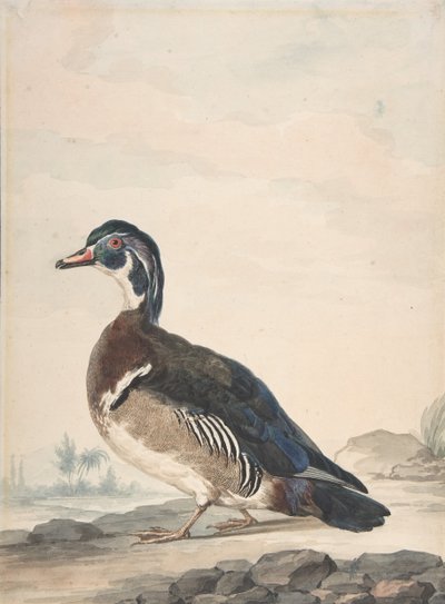 Un pato, 1725-92 de Aert Schouman