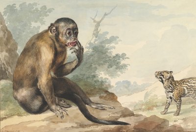 Un Mono Sentado en una Roca Mirando a una Civeta, 1764 de Aert Schouman