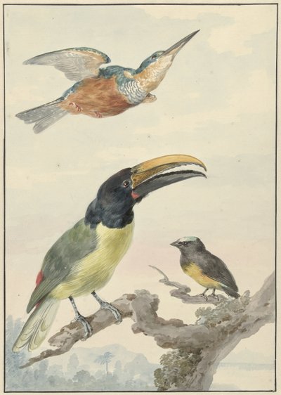Tres pájaros: un martín pescador, un tucán del príncipe von Wied y un organista de Aert Schouman