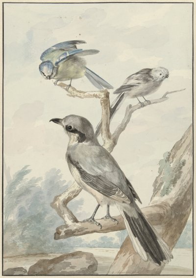 Tres aves: un herrerillo común, un herrerillo común y una urraca dorsirroja o buitre con garras. de Aert Schouman