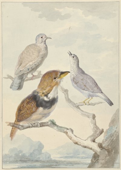Tres pájaros, dos palomas incas y un cuco barbudo con collar de Aert Schouman