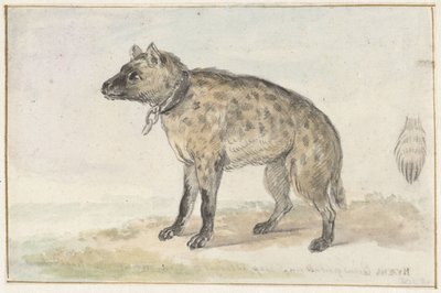 Hiena manchada de Aert Schouman