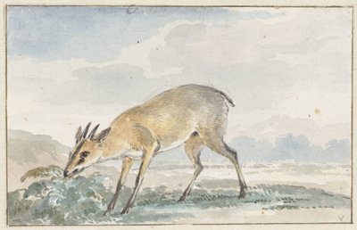 Zorro de Guinea o Sylvicapra Grimmia de Aert Schouman