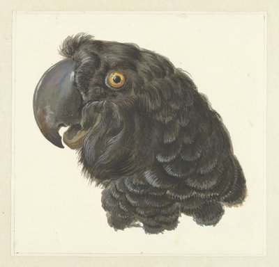 Cabeza de cacatúa
Cabeza de loro (título en el objeto) de Aert Schouman