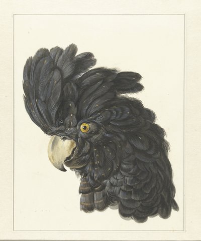 Cabeza de cacatúa
Cabeza de loro (título en el objeto) de Aert Schouman