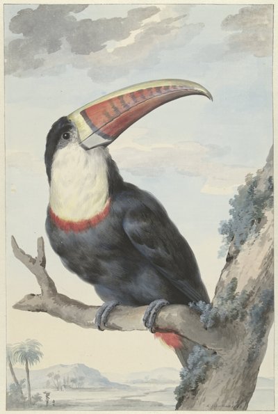 Tucán de pico rojo de Aert Schouman