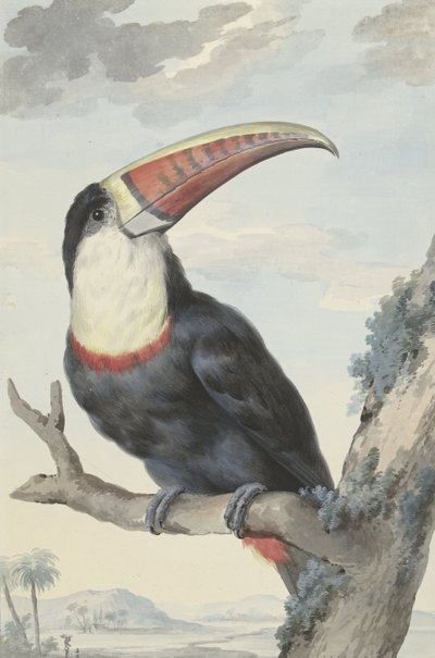Tucán de pico rojo, 1748 de Aert Schouman