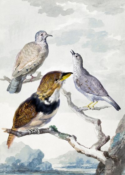 Tres pájaros, dos palomos incas y un cuclillo barbudo de collar de Aert Schouman