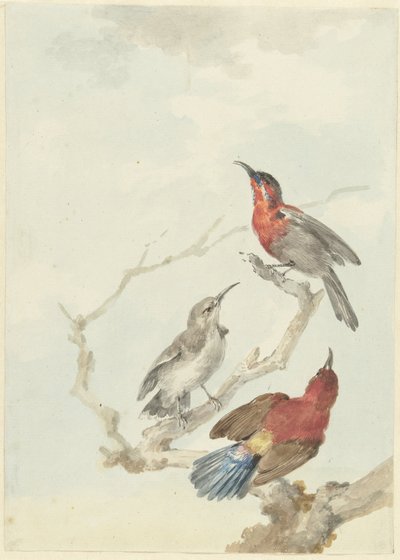 Tres pájaros de sol carmesí de Aert Schouman