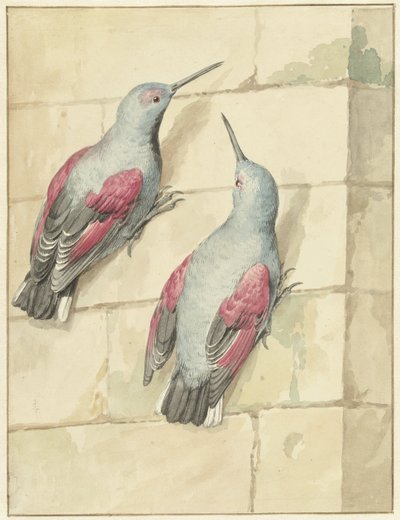 Dos enredaderas de roca, azul y violeta, en una pared. de Aert Schouman