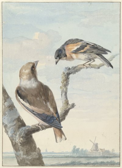 Dos pájaros: un pinzón de manzana (Coccothraustes coccothraustes) y un guardián (Fringilla montifringilla) de Aert Schouman