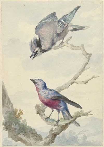 Dos pájaros: un arrendajo azul y una cotinga de pecho púrpura de Aert Schouman
