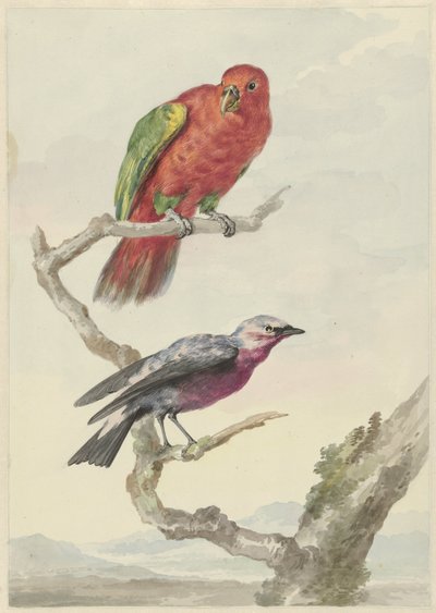 Dos pájaros, entre ellos un loro rojo-verde de Aert Schouman