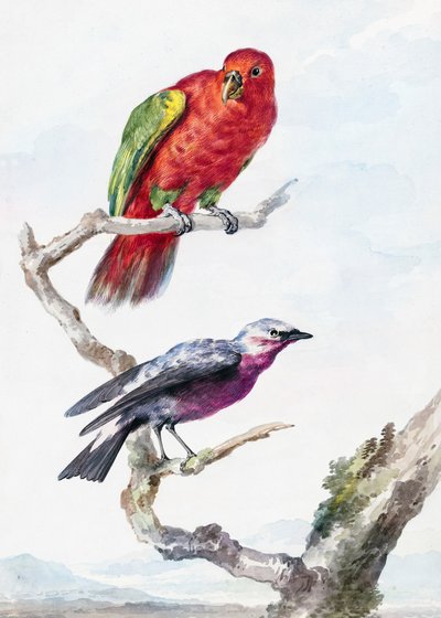 Dos pájaros, entre ellos un loro rojo y verde de Aert Schouman