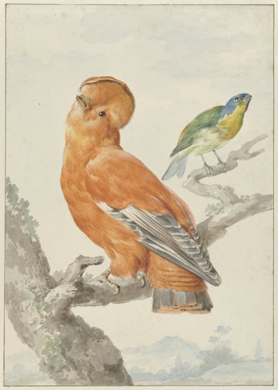 Dos pájaros exóticos
Dos pájaros: un gallito de las rocas (Rupicola rupicola) y un escribano arco iris (Passerina leclancherii) de Aert Schouman