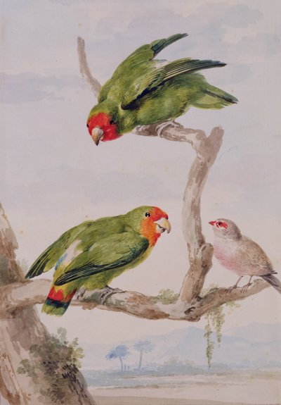 Dos inseparables de cara roja y un estrilda, 1756 de Aert Schouman