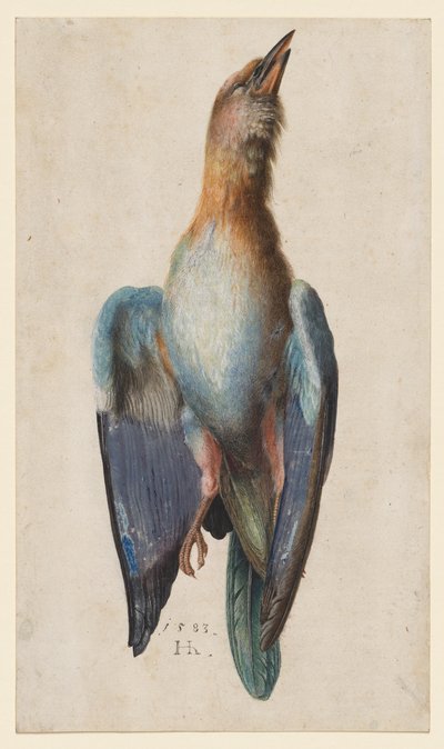 Carraca azul muerta de After Albrecht Dürer