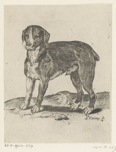 perro de pie de Agostino Carracci