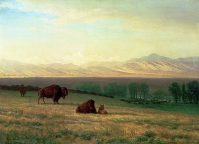 Búfalos en las Llanuras de Albert Bierstadt