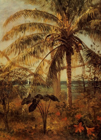 Palmera, Nassau, 1892 de Albert Bierstadt