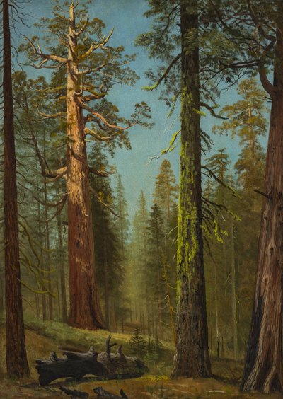 La secuoya gigante «Grizzly», Mariposa Grove, California de Albert Bierstadt