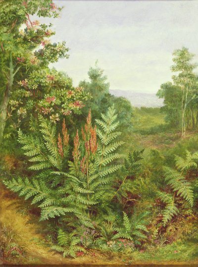 Madreselva y helechos de Albert Durer Lucas