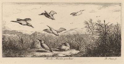 Alcedo, el martín pescador de Albert Flamen