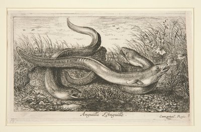 Anguila. L de Albert Flamen