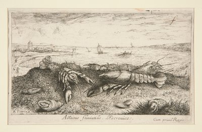 Astacus fluriatilis. L de Albert Flamen