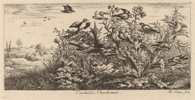 Carduelis, el jilguero de Albert Flamen