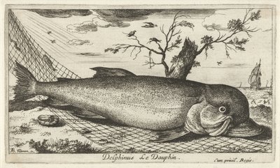 Delfín en una red de pesca Delphinus Le Dauphin. (título en el objeto) Peces y otras criaturas marinas: tercera serie de agua salada (título de la serie) Poissons de mer (título de la serie) de Albert Flamen