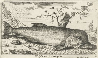 Delfín en una red de pesca Delphinus Le Dauphin. (título en el objeto) Peces y otras criaturas marinas: tercera serie de agua salada (título de la serie) Poissons de mer (título de la serie) de Albert Flamen