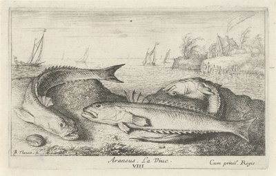 Tres weevers manchados en la playa Araneus. La vida. (título en el objeto) Peces y otras criaturas marinas: segunda serie de agua salada (título de la serie) Poissons de mer (título de la serie) de Albert Flamen