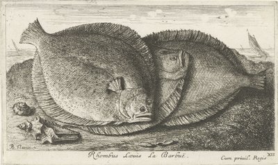 Tres pollitos en la playa Rhombus Laeuis La Barbuë (título sobre objeto) Peces y otras criaturas marinas: tercera serie de agua salada (título de la serie) Poissons de mer (título de la serie) de Albert Flamen