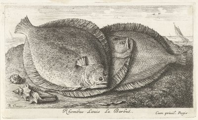 Tres pollitos en la playa Rhombus Laeuis La Barbuë (título sobre objeto) Peces y otras criaturas marinas: tercera serie de agua salada (título de la serie) Poissons de mer (título de la serie) de Albert Flamen