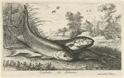 Tres cachos en la orilla de un río cefalo Le Meunier. (título en el objeto) Peces y otras criaturas marinas: primera serie de agua dulce (título de la serie) Diverse Especes de Poissons d