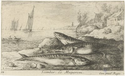 Tres caballas en la playa Scomber. Le Maquereau. (título en el objeto) Peces y otras criaturas marinas: primera serie de agua salada (título de la serie) Diverse Especes de Poissons de mer (título de serie) de Albert Flamen