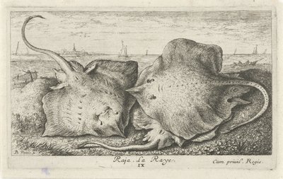 Tres rayos en la playa raja. La Raya. (título en el objeto) Peces y otras criaturas marinas: segunda serie de agua salada (título de la serie) Poissons de mer (título de la serie) de Albert Flamen
