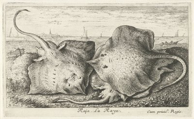 Tres rayos en la playa raja. La Raya. (título en el objeto) Peces y otras criaturas marinas: segunda serie de agua salada (título de la serie) Poissons de mer (título de la serie) de Albert Flamen