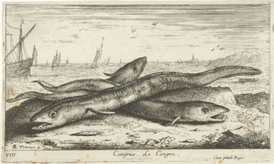Tres anguilas marinas en la playa Congreso Le Congreso. (título en el objeto) Peces y otras criaturas marinas: primera serie de agua salada (título de la serie) Diverse Especes de Poissons de mer (título de serie) de Albert Flamen