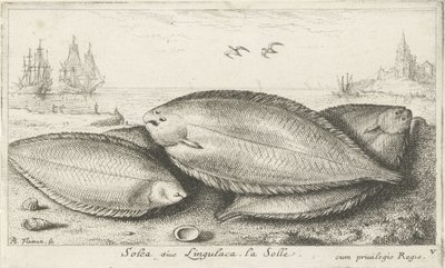 Tres soles en la playa Soleá siue lingulaca. La Solle. (título en el objeto) Peces y otras criaturas marinas: tercera serie de agua salada (título de la serie) Poissons de mer (título de la serie) de Albert Flamen