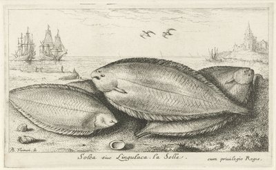 Tres soles en la playa Soleá siue lingulaca. La Solle. (título en el objeto) Peces y otras criaturas marinas: tercera serie de agua salada (título de la serie) Poissons de mer (título de la serie) de Albert Flamen