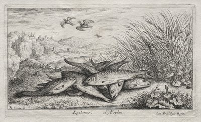 Peces de agua dulce, Parte II: Epelanus, L