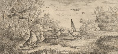 Garrulus, Gey El arrendajo: Libro de aves de Albert Flamen