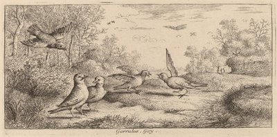 Garrulus, El Arrendajo de Albert Flamen