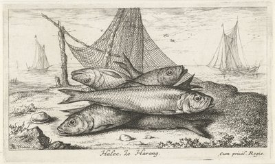 Arenque en una red de pesca Halec, Le Harang. (título en el objeto) Peces y otras criaturas marinas: segunda serie de agua salada (título de la serie) Poissons de mer (título de la serie) de Albert Flamen