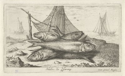 Arenque en una red de pesca Halec, Le Harang. (título en el objeto) Peces y otras criaturas marinas: segunda serie de agua salada (título de la serie) Poissons de mer (título de la serie) de Albert Flamen