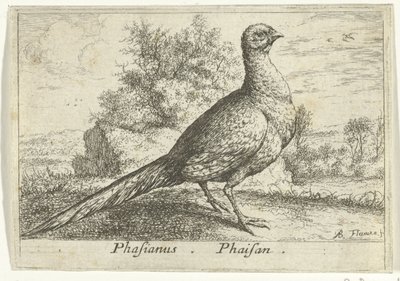 Landschap conoció a fazant Faisán Faisán. (título en el objeto) Trece pájaros (título de la serie) Diferentes especies de aves (título de la serie) de Albert Flamen