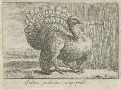 Paisaje con kalkoen Gallus indicus, Coq d